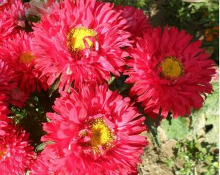 Semi-double aster "Spark" - pink