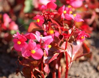 ピンク、赤の葉のワックスベゴニア（繊維状ベゴニア） - Begonia semperflorens - シーズ
