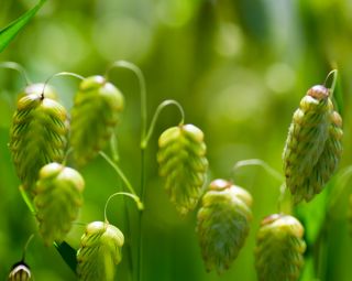 Večja trtna semena - Briza maxima - 500 semen