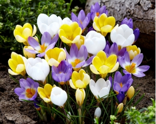 Conjunto de 3 variedades de azafrán: blanco, púrpura-blanco y amarillo - 180 piezas.