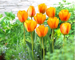 Tulip Blushing Apeldoorn - ห่อใหญ่! - 50 ชิ้น - 