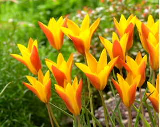 Tulip Chrysantha Tubergen&#39;s Gem - 5 adet - 