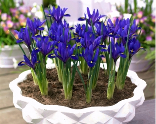 Reticulate iris - Blue Hill - large package! - 100 pcs