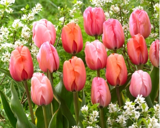 Impression - ensemble de 3 varietes de tulipes - 45 pieces