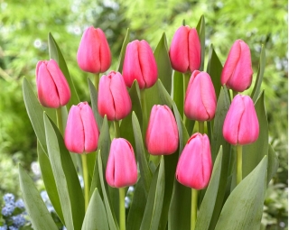 Big Love' tulipán - 5 hagymák