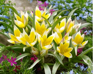 Следобедът на лалетата - следобед през лале - 5 луковици - Tulipa Tarda