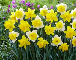Yellow and white daffodil set – 50 pcs