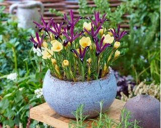 Macarena - 100 bulbes de crocus et d'iris - composition blanc violet-creme