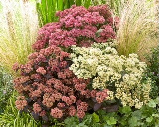 Stonecrop - väri- ja lajikesekoitus - taimi