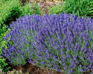 Duft-Lavendel Hidcote Blue Samen - Lavandula angustifolia - 200 Samen
