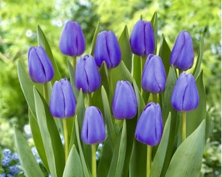 Tulip Blue - XXXL package! - 250 pcs