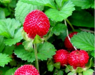 Mock Strawberry, semena indijske jagode - Duchesnea indica - 250 semen - Potentilla indica