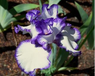Iris germanica Loop the Loop  - 洋葱/块茎/根