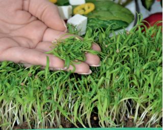Microgreens - Spinat - junge, leckere Blätter