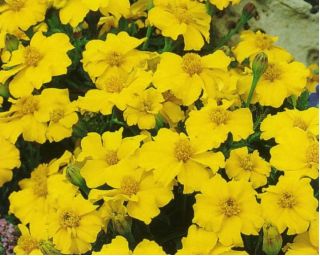 Γαλλική καραβίδα "Sunny" - λεμόνι-κίτρινη - 350 σπόρους - Tagetes patula L. - σπόροι