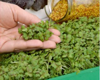 Microgreens - Mostarda marrom - folhas jovens com sabor excepcional - 1200 sementes - 