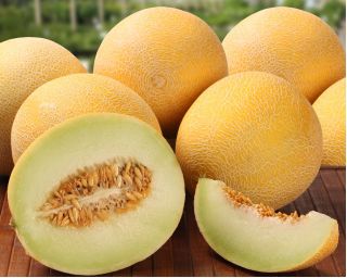 Melone 'Masada' - ein der leckersten auf dem Markt erhältlichen Sorten
