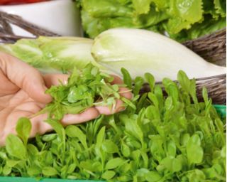 Microgreens - ירוק כוח - מקור של בריאות וכוחות חיוניים עבור הבית שלך - 27 חתיכת להגדיר עם מיכל גדל -  - זרעים