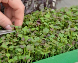 Microgreens - Diablo - savoury mix - 10-piece set with a growing container