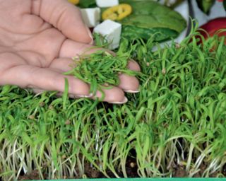Microgreens - Vitamínová bomba - podporujúca zdravie - 10-dielna súprava s rastúcou nádobou -  - semená