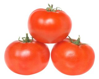 BIO Tomate "Ace 55 VF" - zertifizierte Bio-Samen - 180 Samen