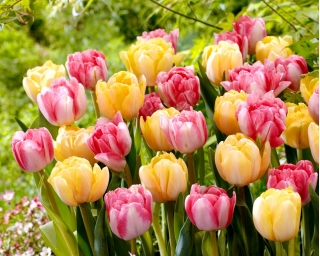 Set di 2 varietà di tulipani 'Foxtrot' + 'Foxy Foxtrot' - 50 pz