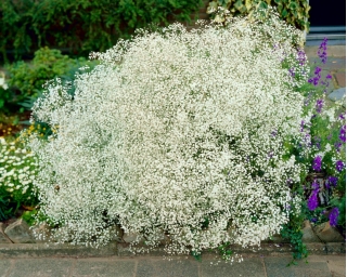 Respirația copilului cu flori albe - Gypsophila - set de rădăcini