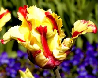 Тюльпан Flaming Parrot - пакет из 5 штук - Tulipa Flaming Parrot