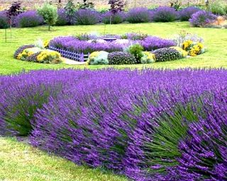 Lavendel Hidcote frø - Lavandula angustifolia - 200 frø - Lavendula vera