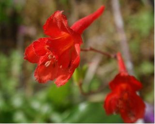 Red Larkspur, Orange Larkspur seemned - Delphinium nudicaule - 80 seemnet