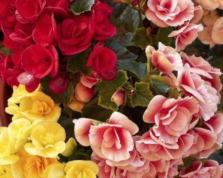 Begonia Large Flowered Double Mix - 2 bulbs