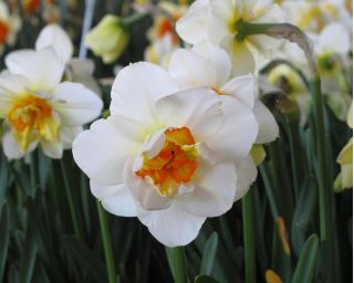 נרקיסים פרח הסחף - נרקיסים פרח הסחף - 5 בצל - Narcissus