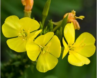 بذور زهرة الربيع المسائية المختلطة - Oenothera sp. - ابذرة