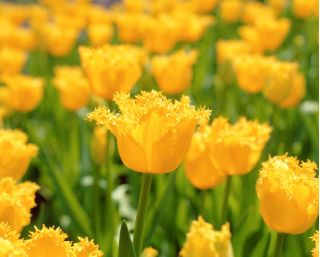 Tulipa Hamilton  - 郁金香汉密尔顿 -  5个洋葱