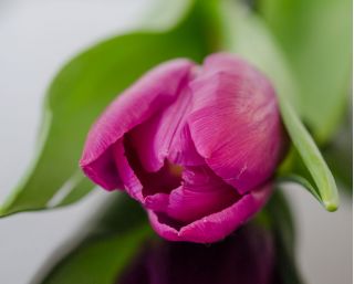 Tulpansläktet Rose - paket med 5 stycken - Tulipa Rose