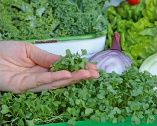 Microgreens - Green kale - hojas jóvenes con un sabor excepcional - 900 semillas - 