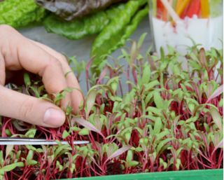 Microgreens - Mangold - young leaves with exceptional taste - 450 seeds