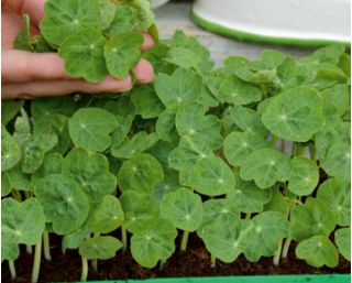 Microgreens - Nasturtium הגמד - עלים צעירים עם טעם ייחודי - 160 זרעים - 