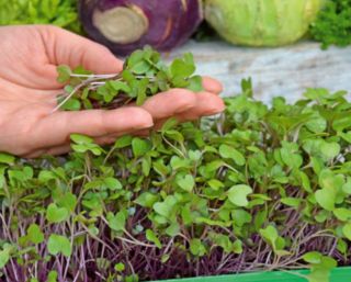 Microgreens - Fit pack - flott tillegg til salater - 10-delt sett + voksende beholder -  - frø