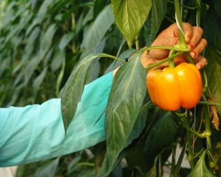 달콤한 고추 '라미아 (Lamia)'- 터널과 현장에서 재배 할 수있는 다양한 오렌지 - Capsicum annuum - Lamia - 씨앗