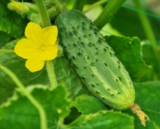 Field cucumber "Vert Petit de Paris" - COATED SEEDS