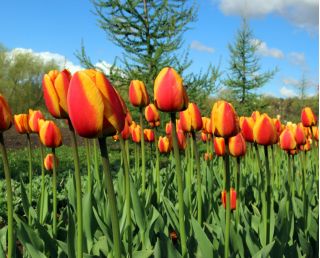 Tulipa Apeldoorn的精英 - 郁金香阿珀尔多伦的精英 -  5个洋葱 - Tulipa Apeldoorn's Elite