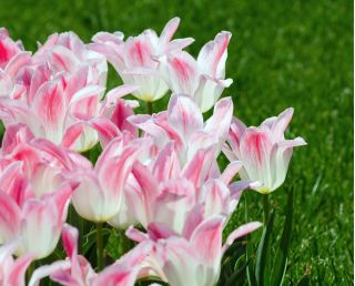 Tulipaner Holland Chic - pakke med 5 stk - Tulipa Holland Chic