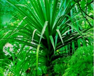 加那利群岛龙树，龙血树种子 - 龙血树属植物draco  -  5种子 - Dracaena draco - 種子