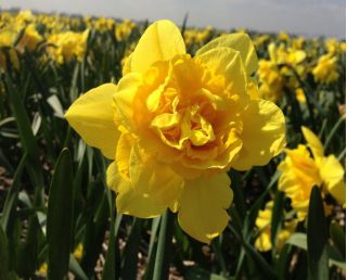 Narcissus Dick Wilden - narcis Dick Wilden - 5 kvetinové cibule
