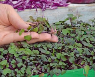 Microgreens - کلم قرمز - برگ جوان با طعم استثنایی - 1080 دانه - Brassica oleracea,convar. capitata,var. rubra.