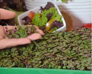 Microgreens - Orientale - kivételes íz és aroma, nagyszerű hozzáadás az ázsiai ételekhez - 3 darab szett egy növekvő tartályral -  - magok