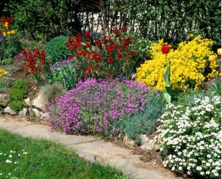 Mélange de plantes pour jardins de rocaille