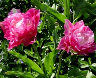 Тюльпан Wonder Wonder - 5 шт. - Tulipa May Wonder