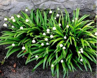 Leucojum aestivum - letná snehová vločka - 5 kvetinové cibule